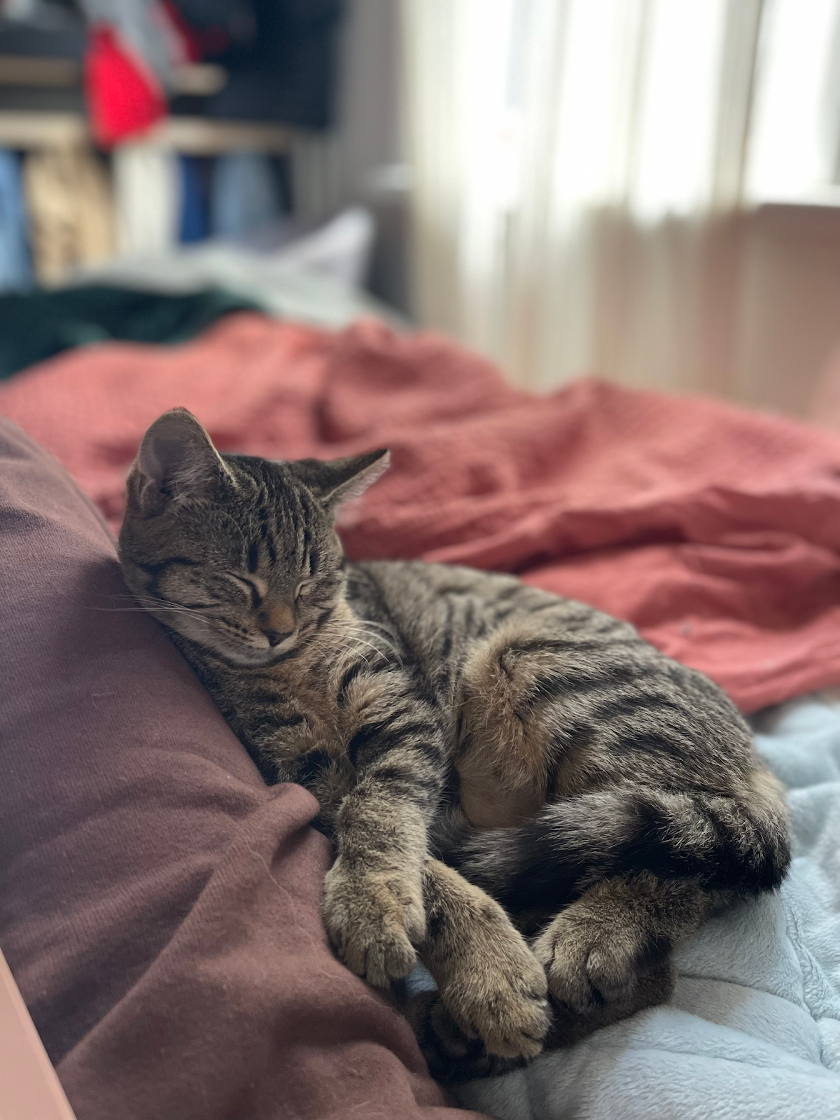 tortoiseshell cat laying on a bed