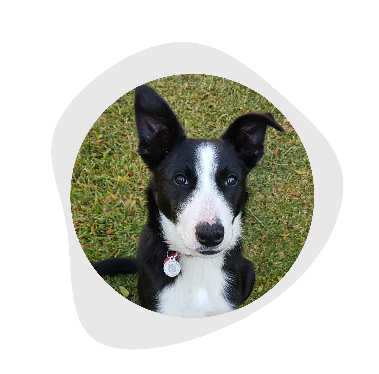 border collie dog