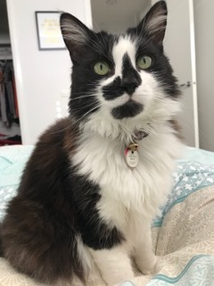 cat looking at camera