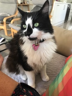 cat looking away from camera