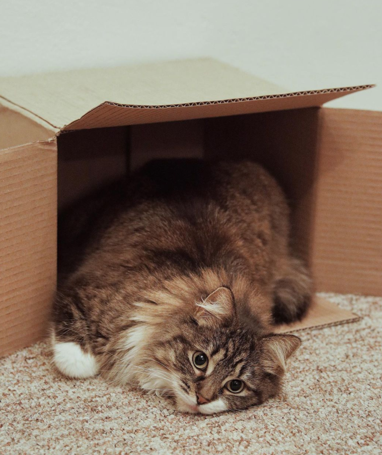 adorable myer in a box