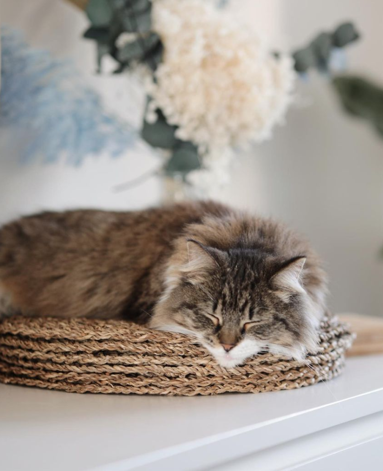 adorable myer snoozing