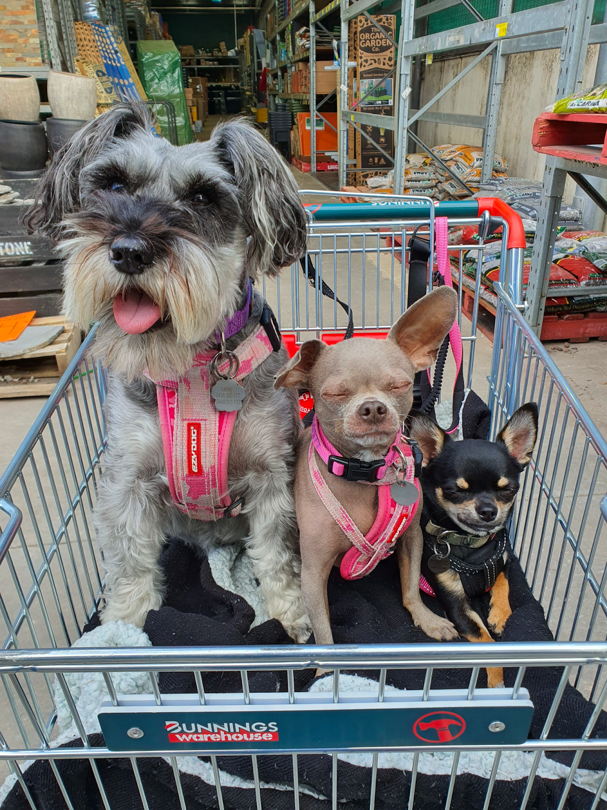 Three small doggos in a Bunnings trolley