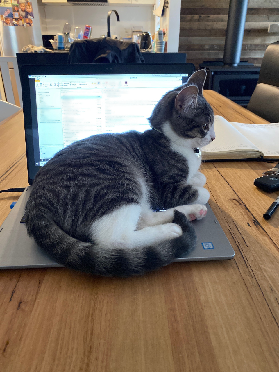 A tabby kitty laying on a laptop