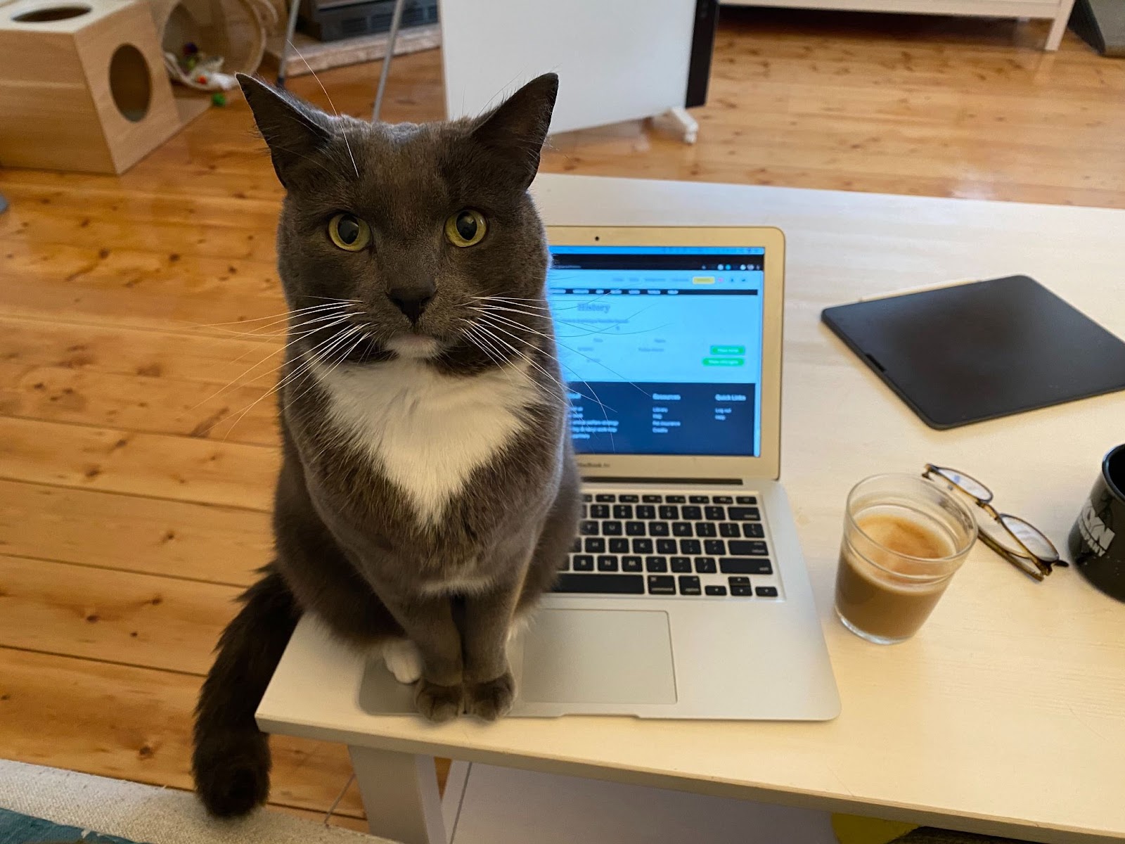 a grey cat standing on a laptop