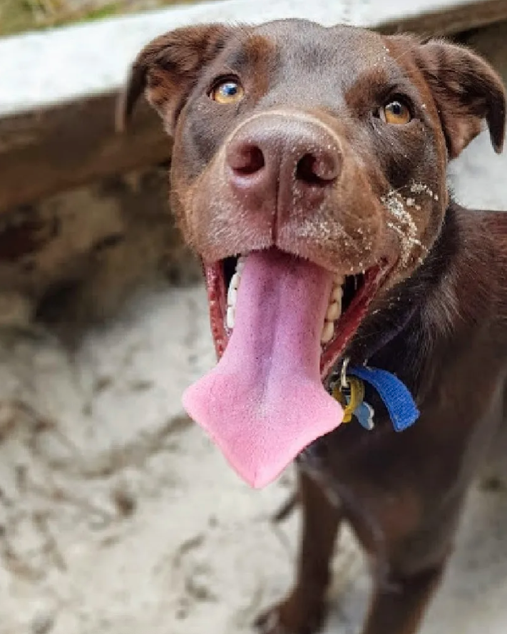 Happy Kelpie dog Benji