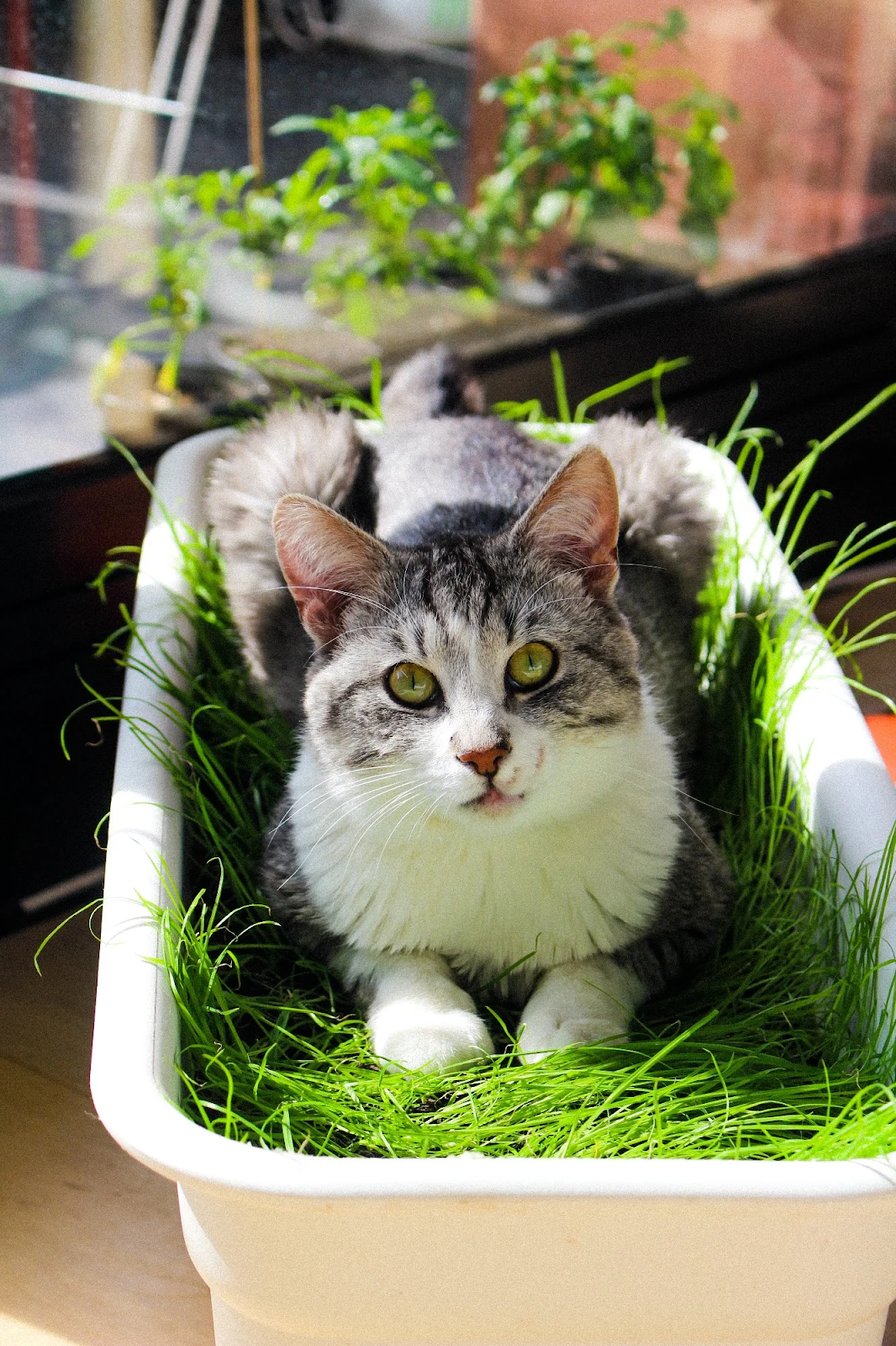 Kitty Sven in a plant pot