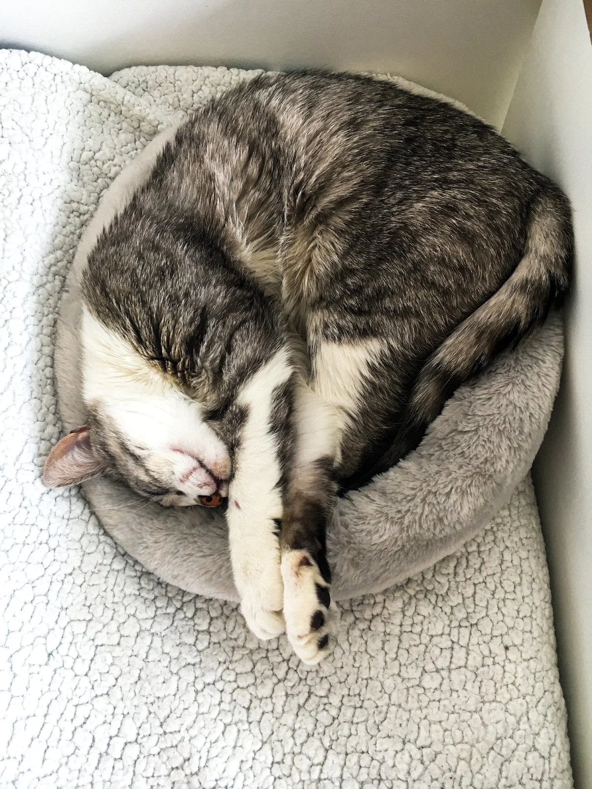 Sven snuggled in his bed