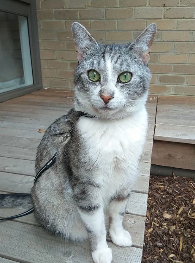 Grey and white kitty Sven out the back