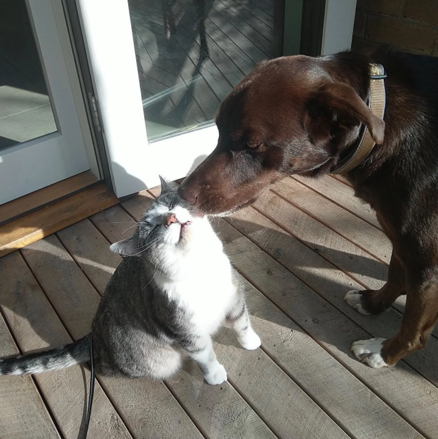 Benji giving Sven a smooch