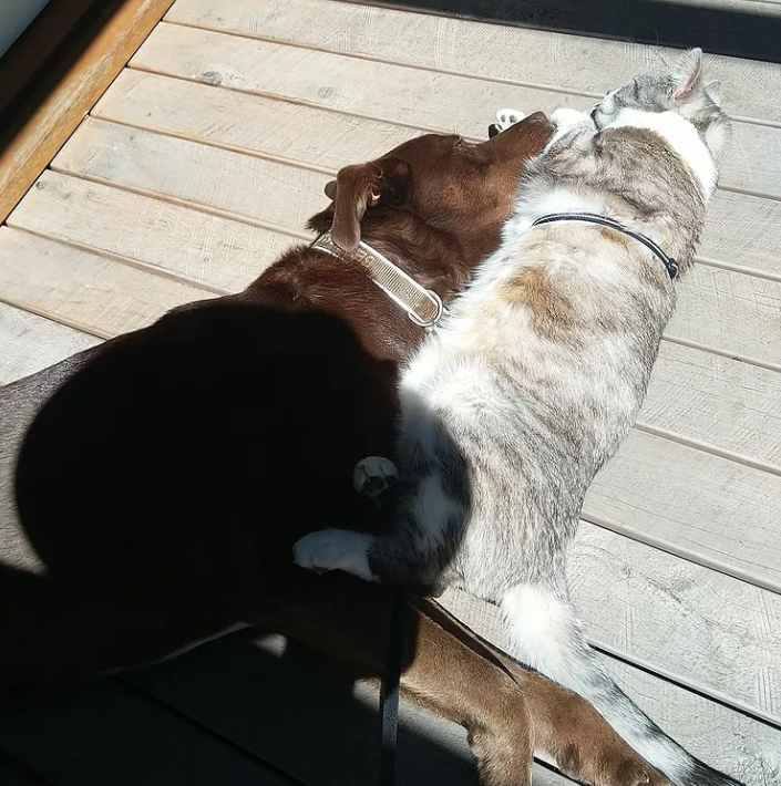the boys snuggled up in the sun