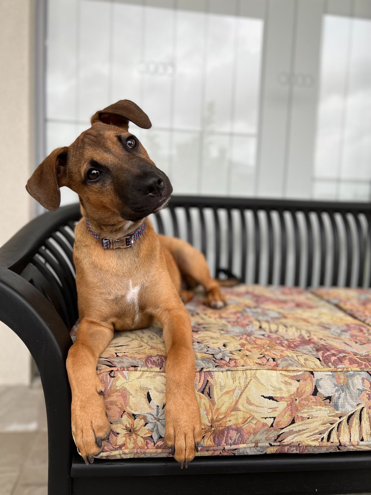 Little pup Jean-Luc, a light brown staffy bull arab cross