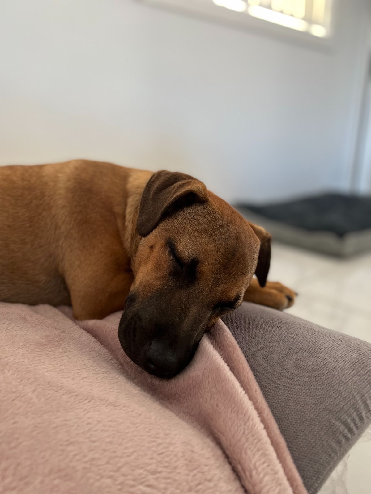 Little pup Jean-Luc, a light brown staffy bull arab cross