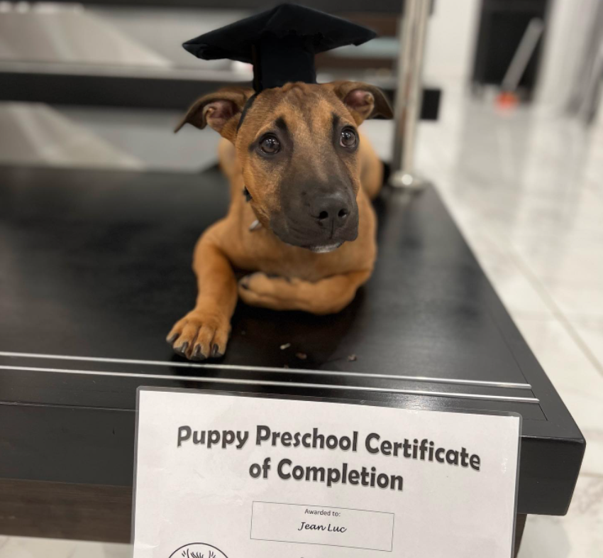 Little pup Jean-Luc, a light brown staffy bull arab cross