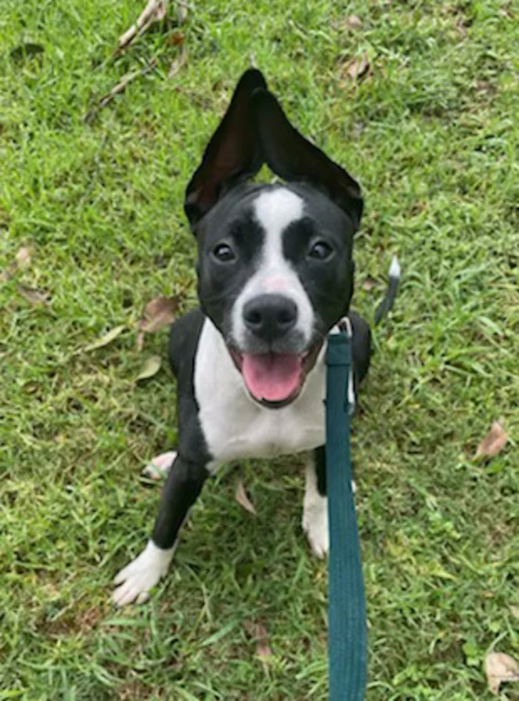 Little pup Zuri, a black and white staffy