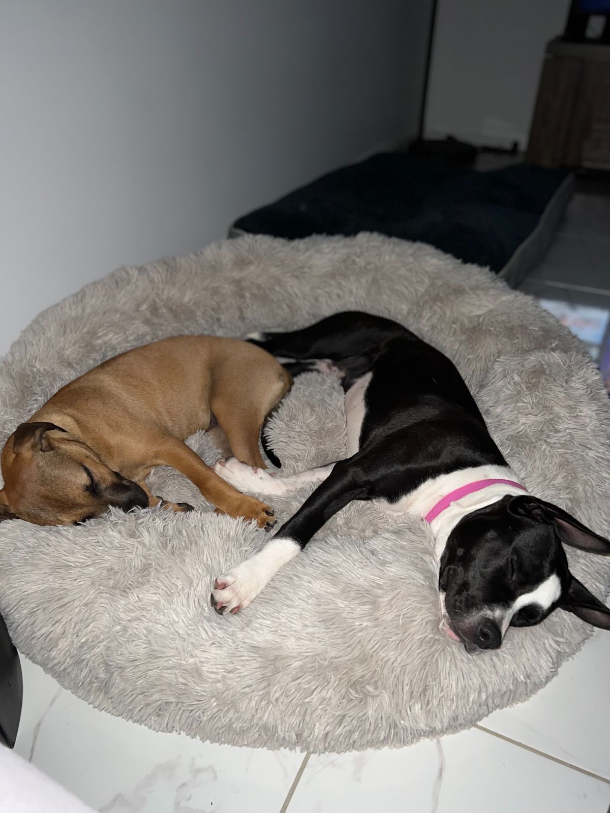 Jean-Luc and Zuri cuddling