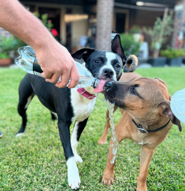 Jean-Luc and Zuri playing outside