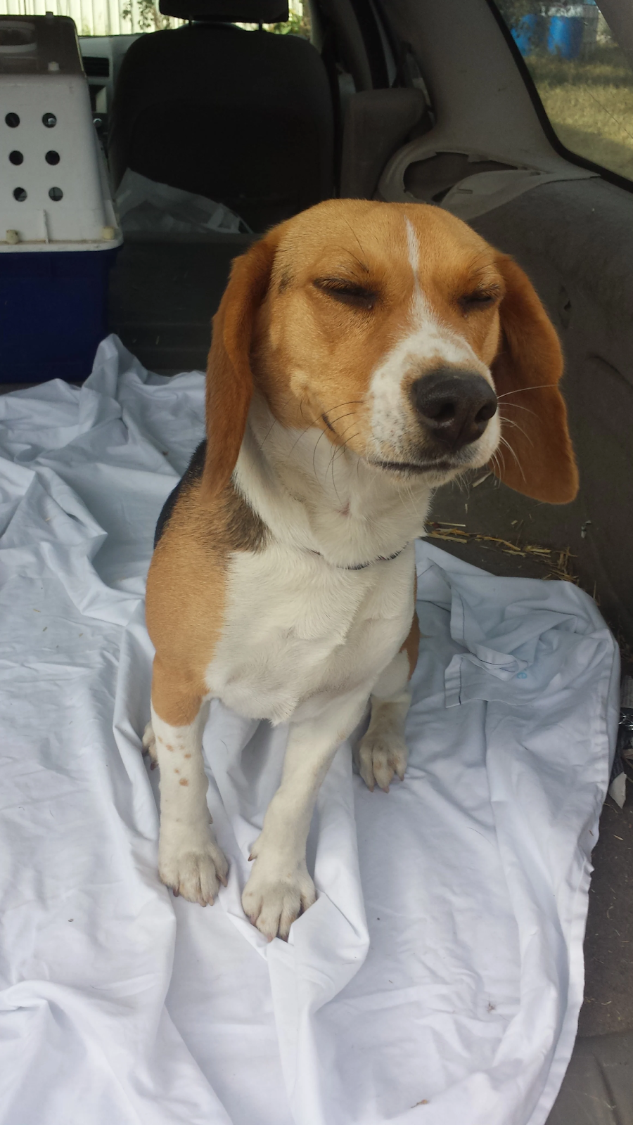 Little Molly, a cute Beagle