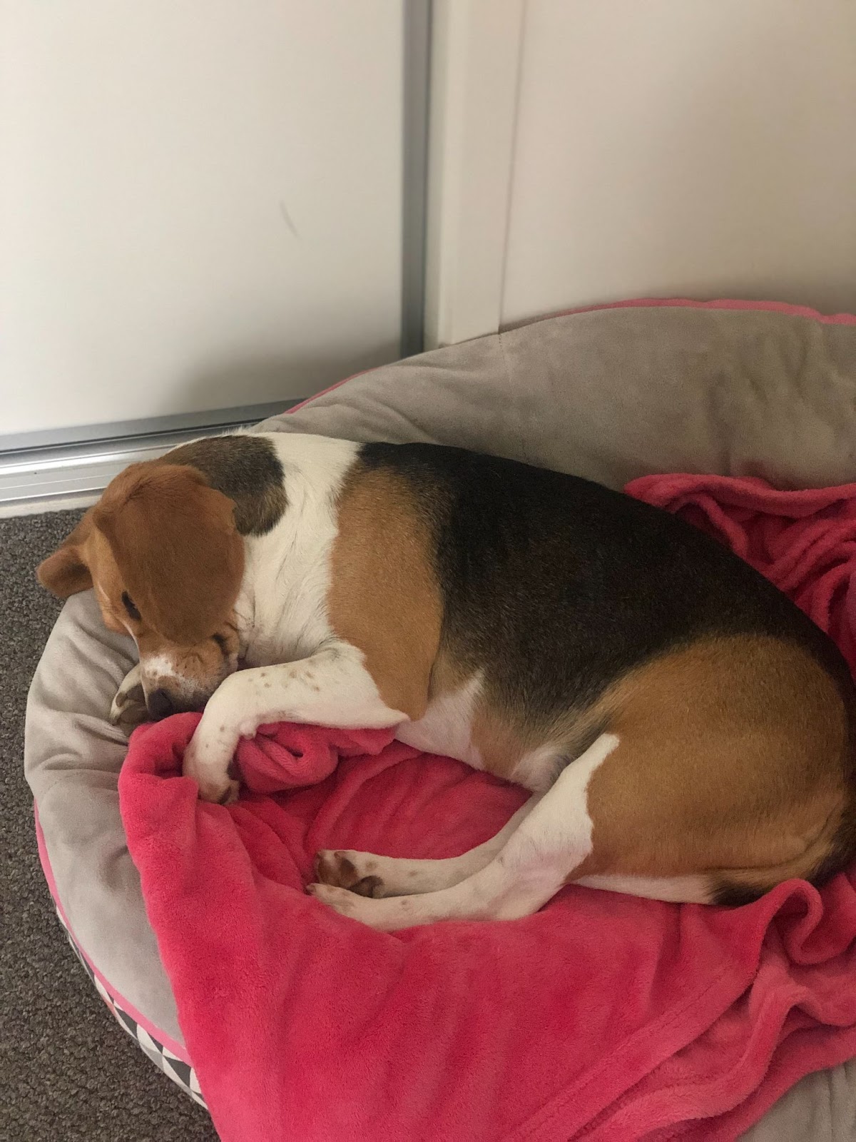 Little Molly, a cute Beagle snoozing