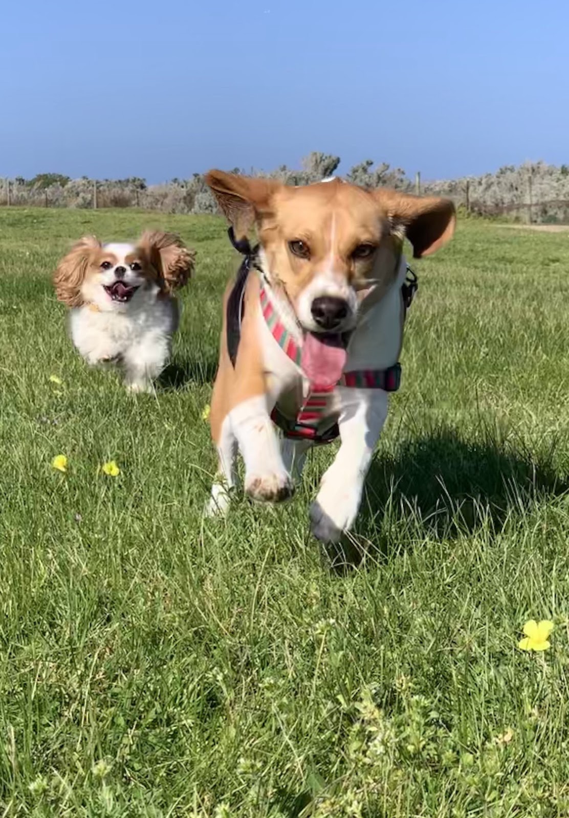 Little Molly, a Beagle and Sophie, a small Cavalier dog running outside