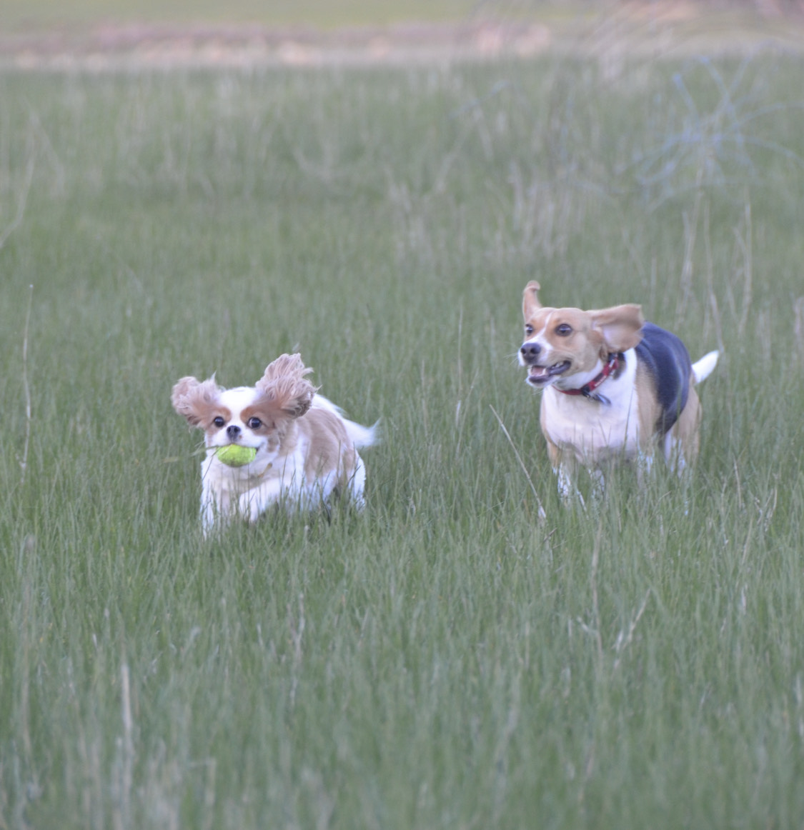 Little Molly, a cute Beagle and Sophie, a small Cavalier dog running outside