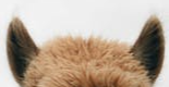 alpaca ears that are short and pointy