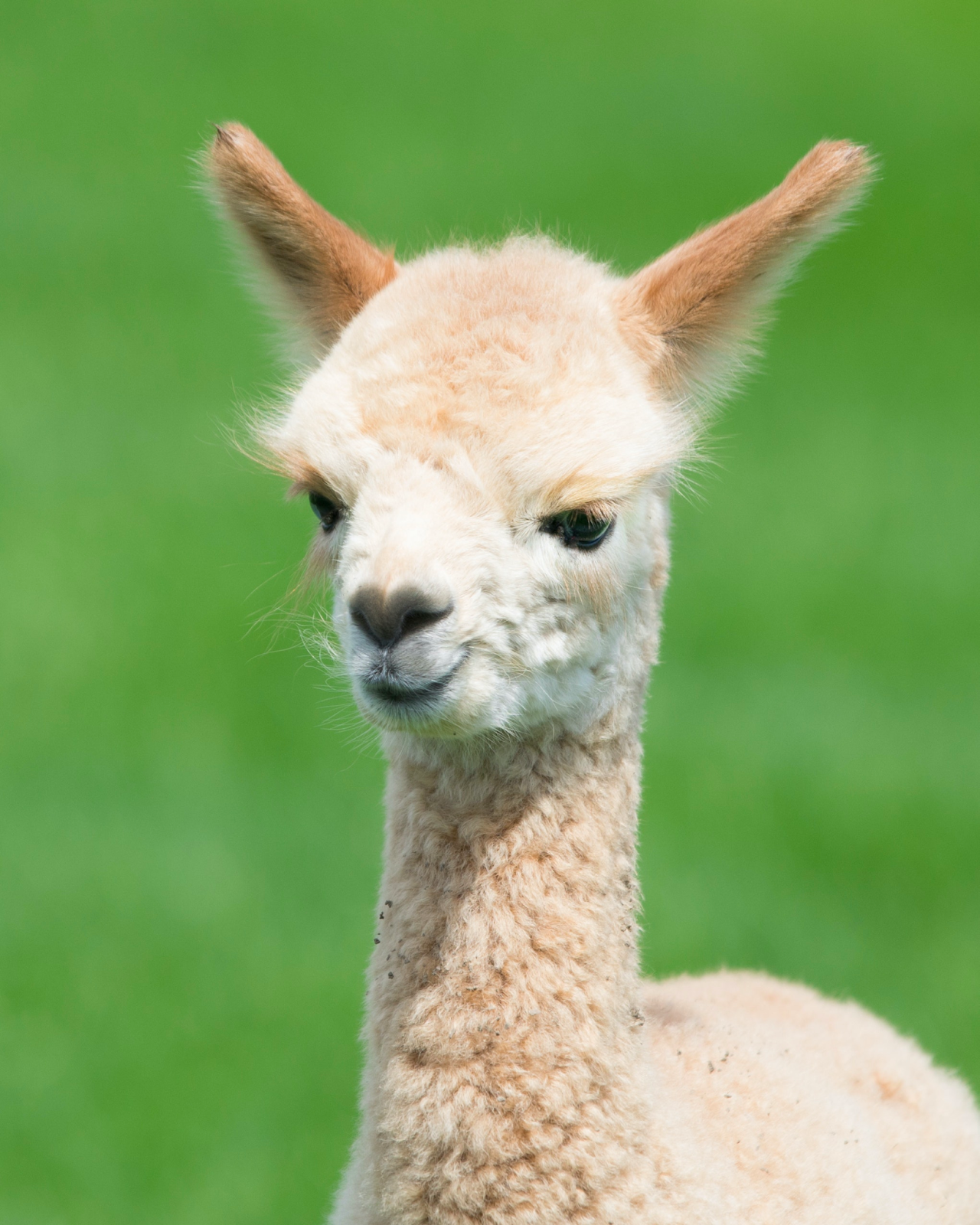 a young alpaca