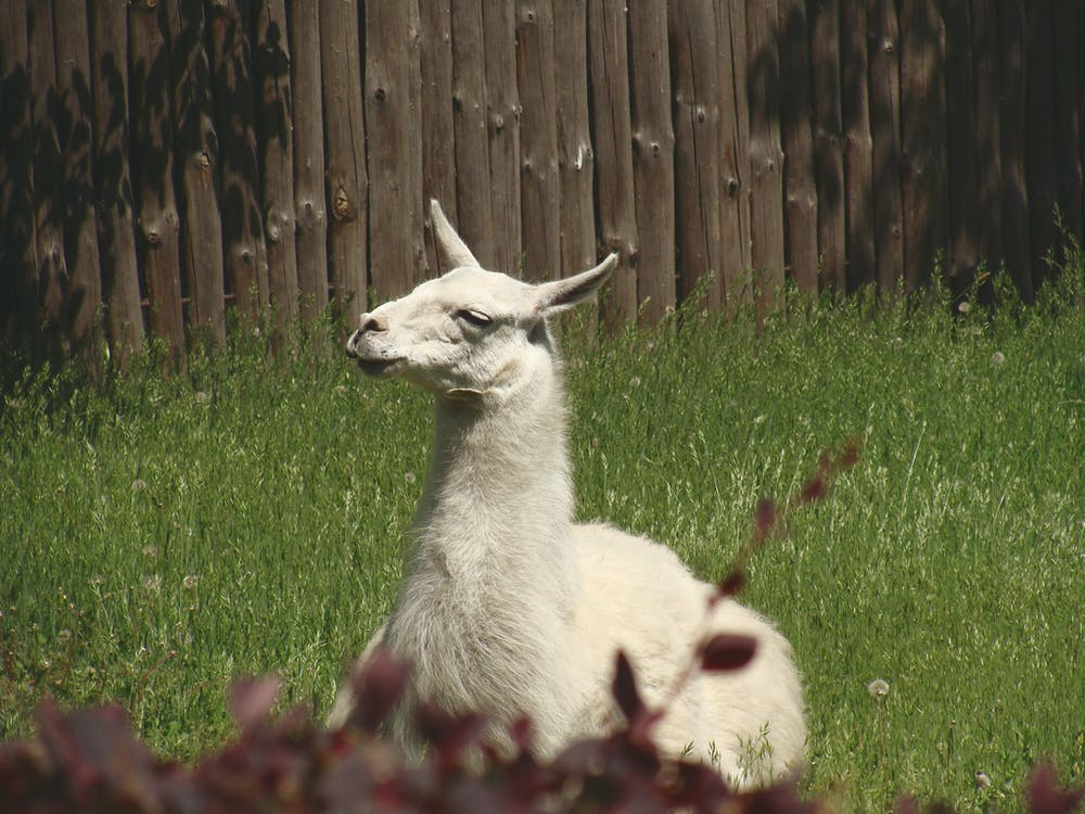 a white llama