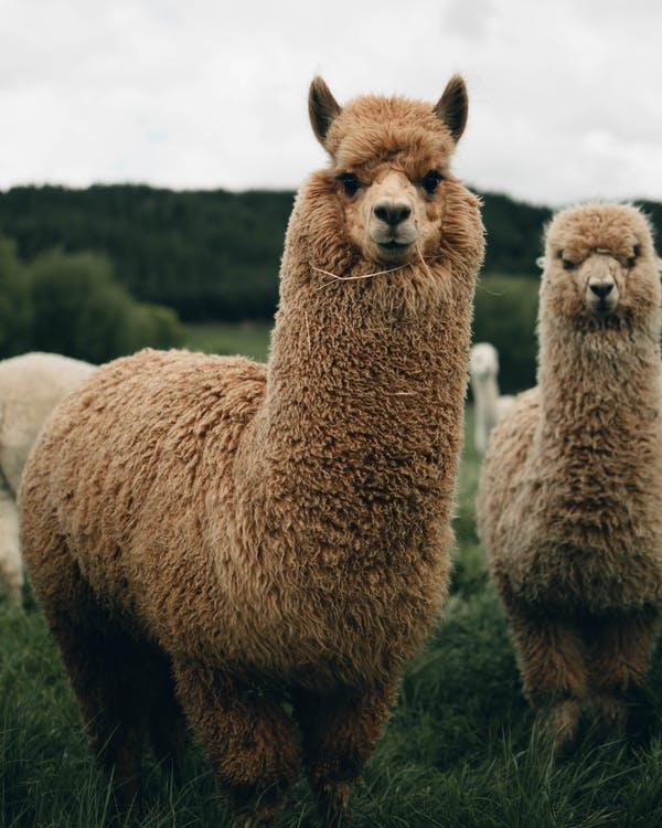 two alpacas