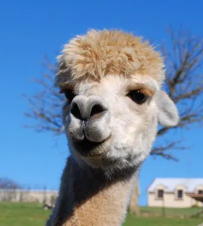 alpaca looking at the camera