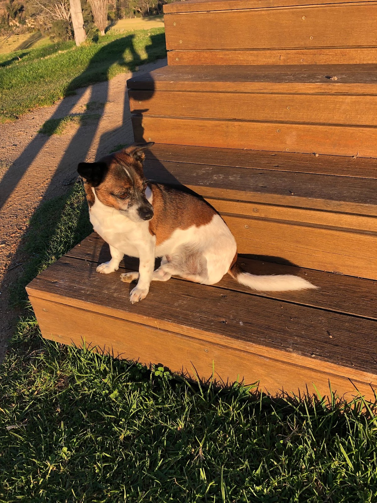 Crumpet sitting outside in the sun