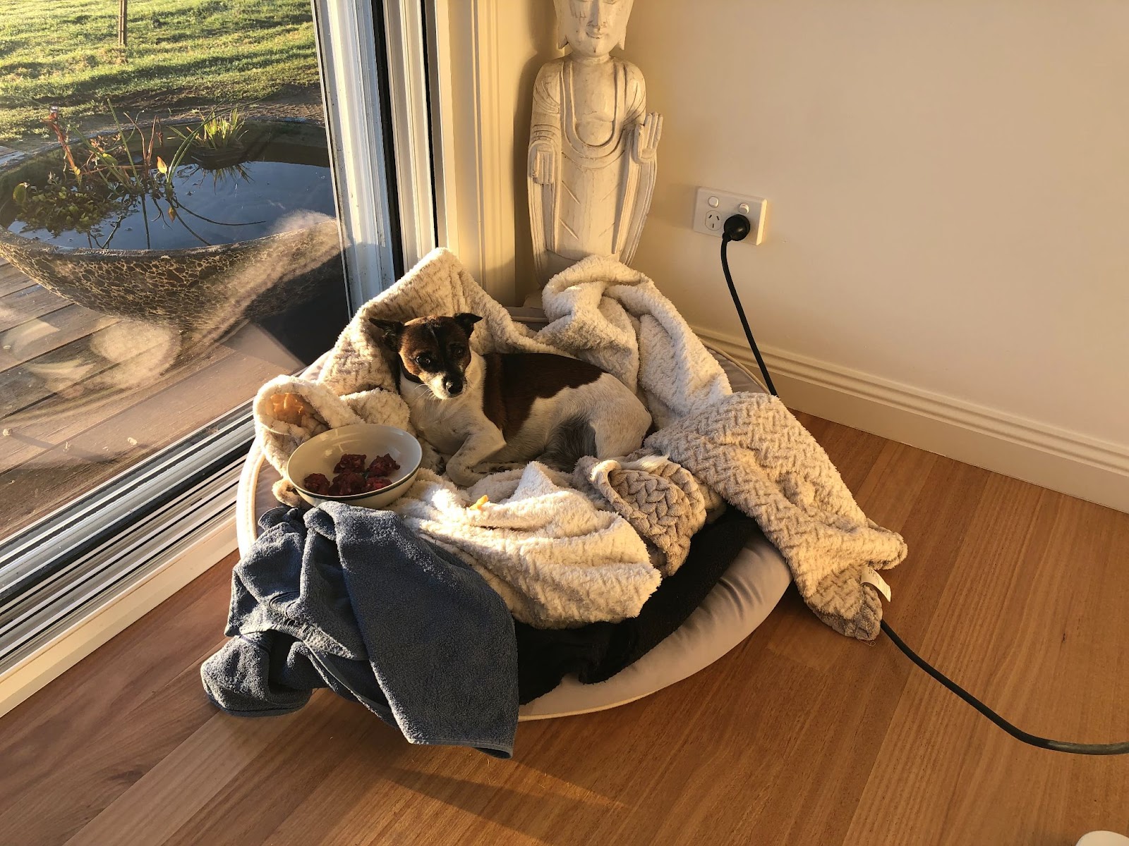 Little Crumpet snuggled up under a blanket