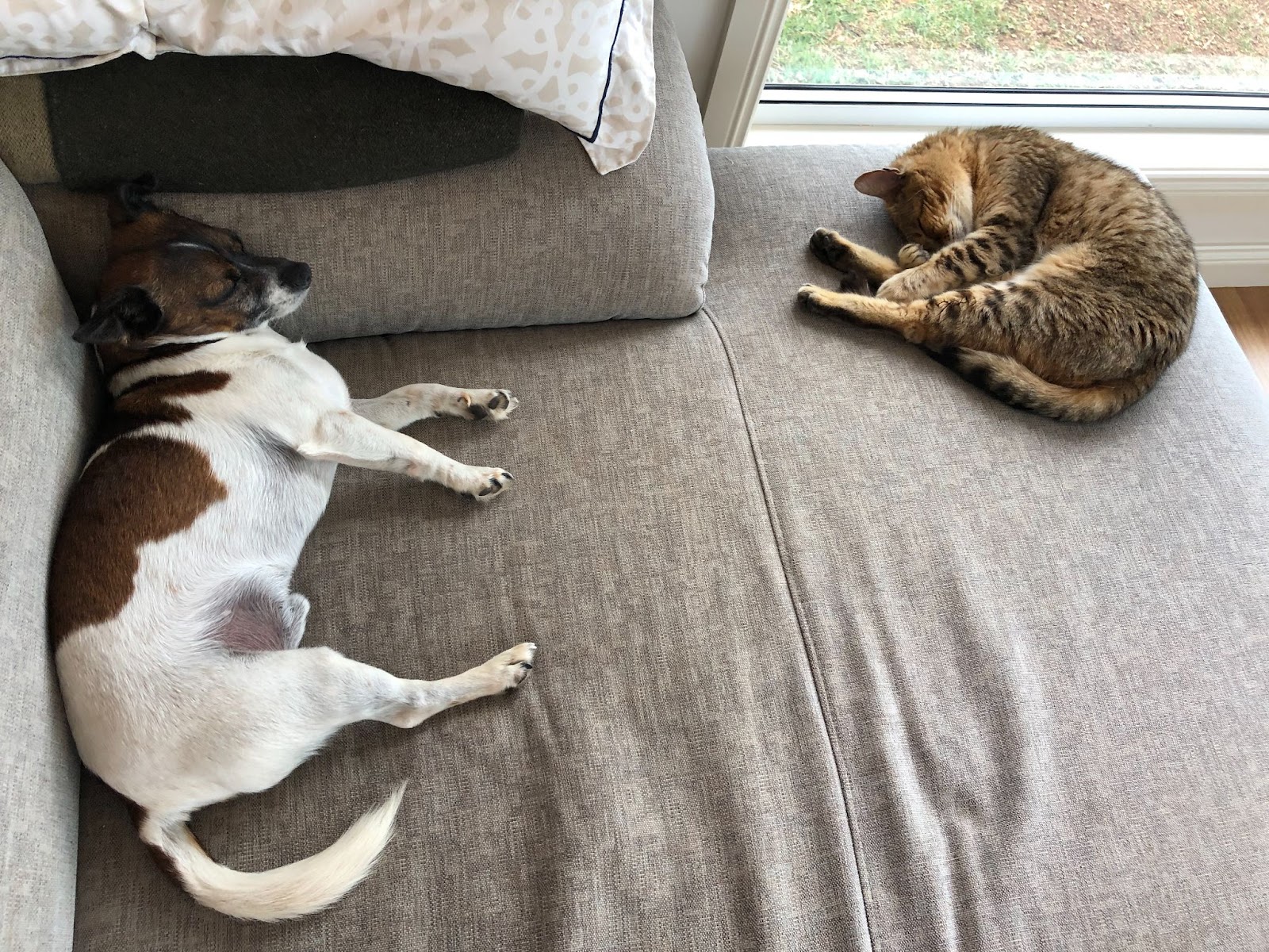 Crumpet snuggled up with the kitty