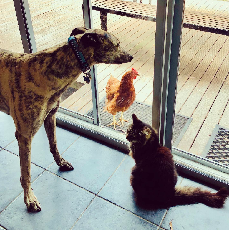 Teddy, Molly and a chicken