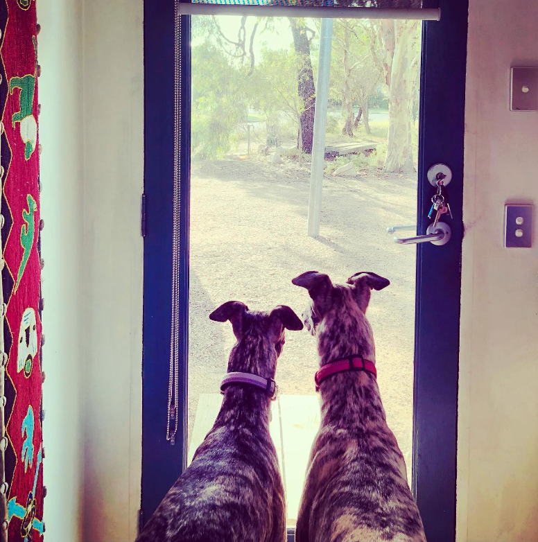 Teddy and Dotty looking out the door