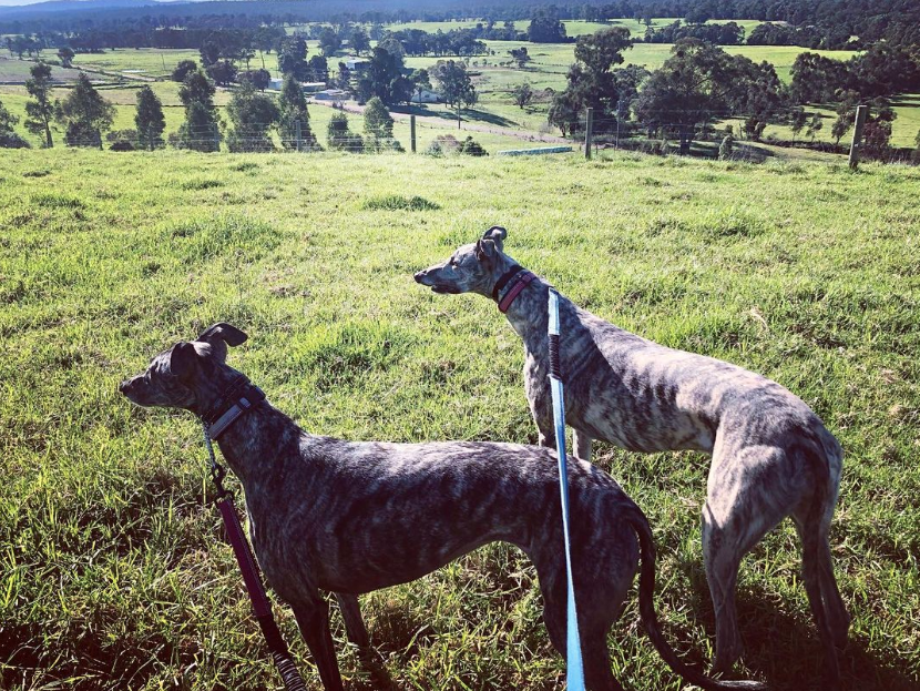 the two dogs outside on the farm