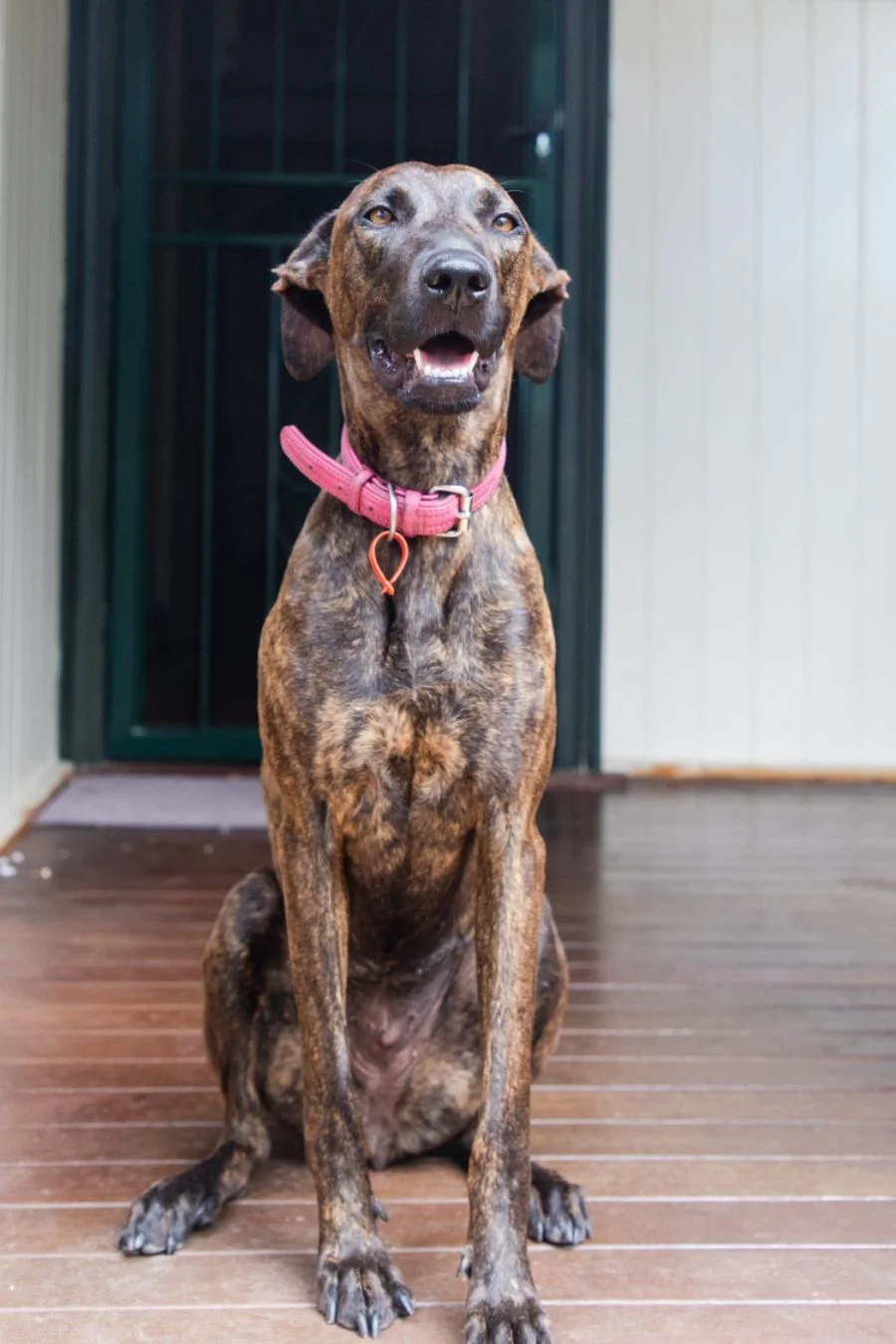 A happy brindle dog sits politely