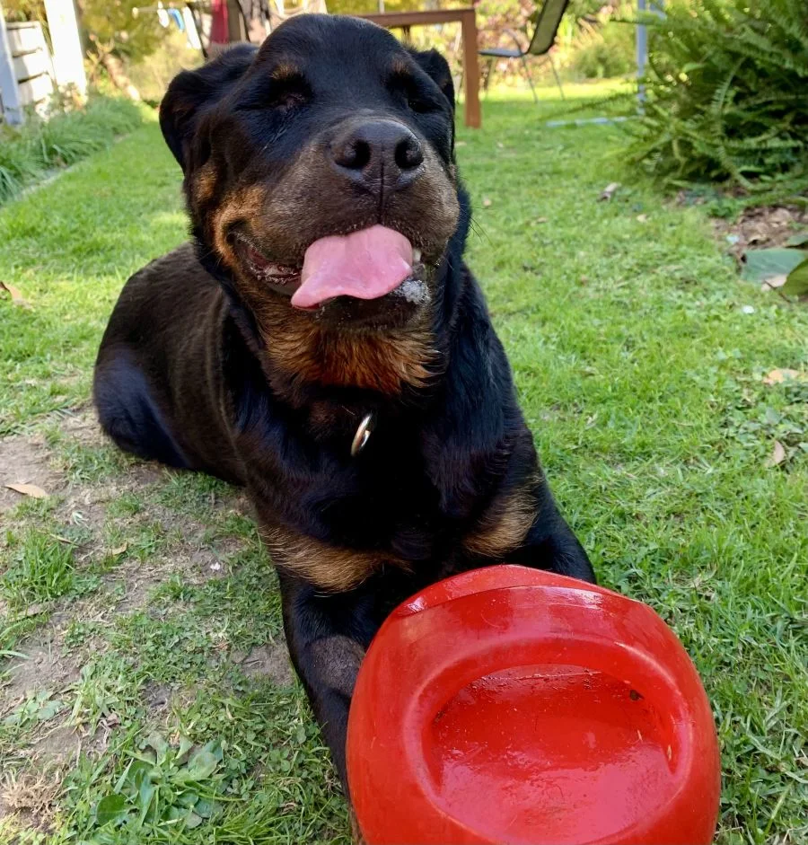 A happy Rottweiler with her red toy