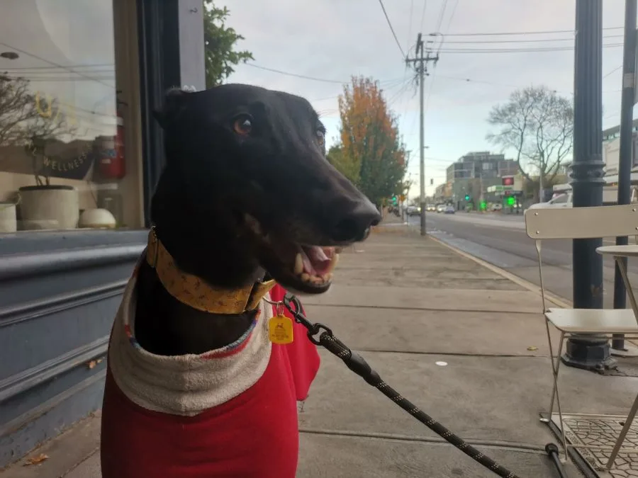 A black greyhound sitting at a cafe