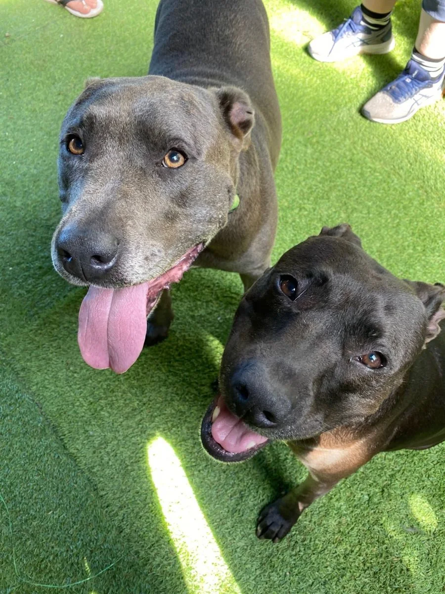 two happy staffy dogs