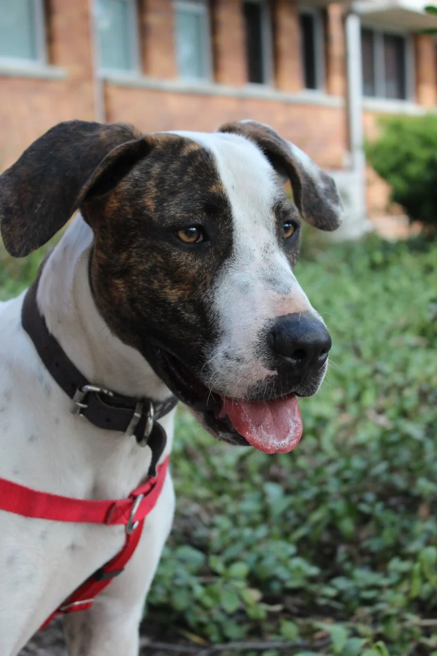 A happy brown and white dog outside