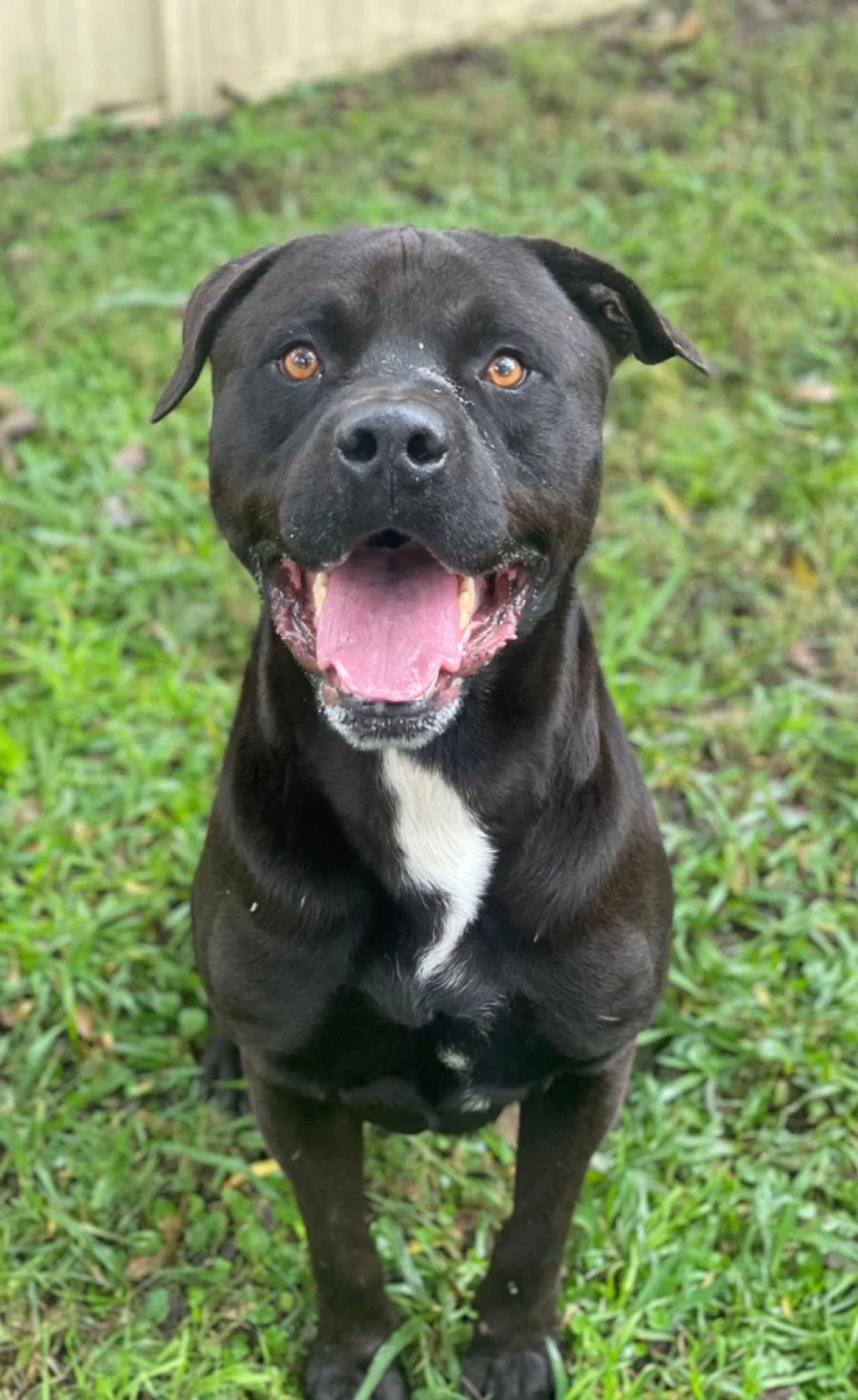 A happy big black dog outside