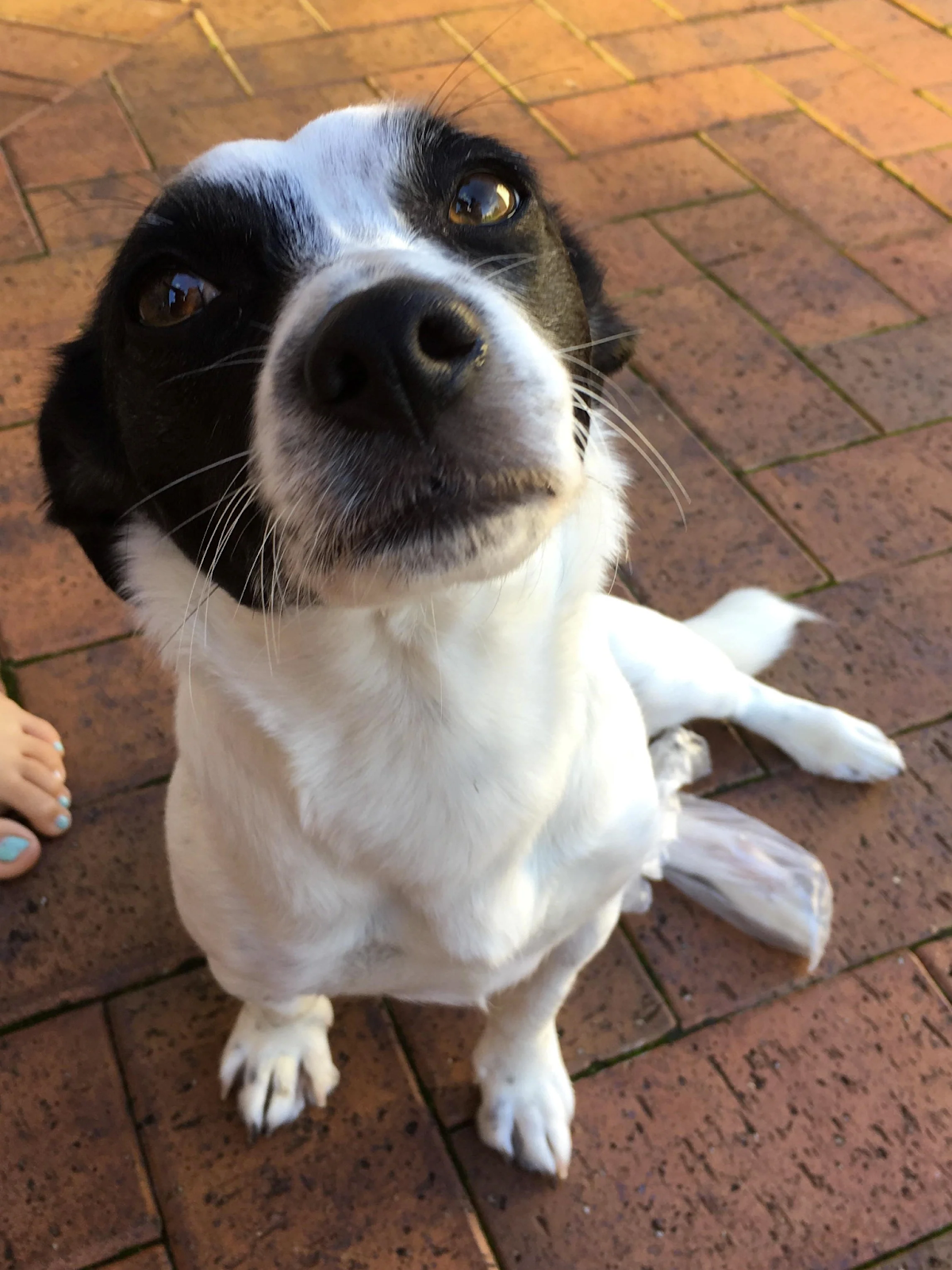 Chloe, a young small black and white dog 