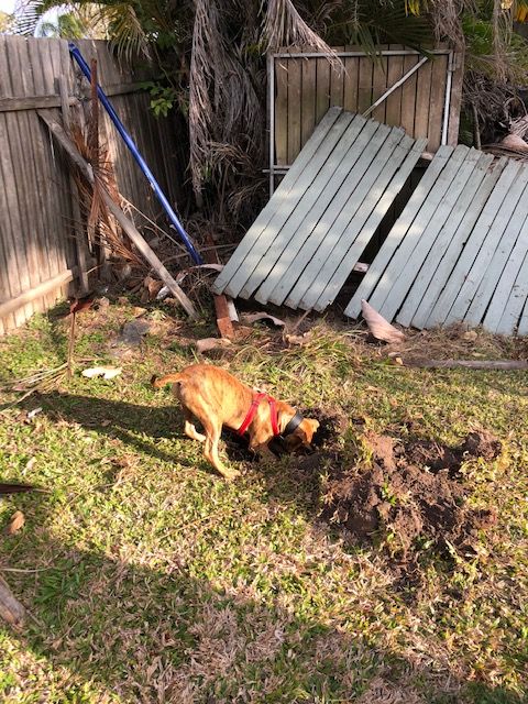 a dog digging in a backyard