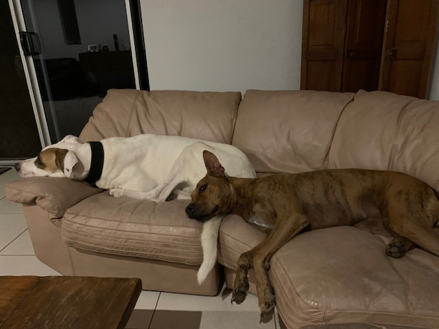 two dogs snuggled up on a couch
