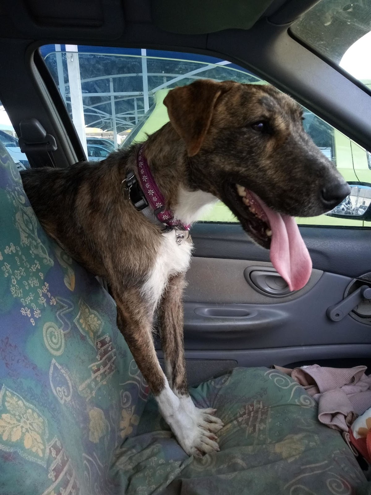 Happy Sasha in the car