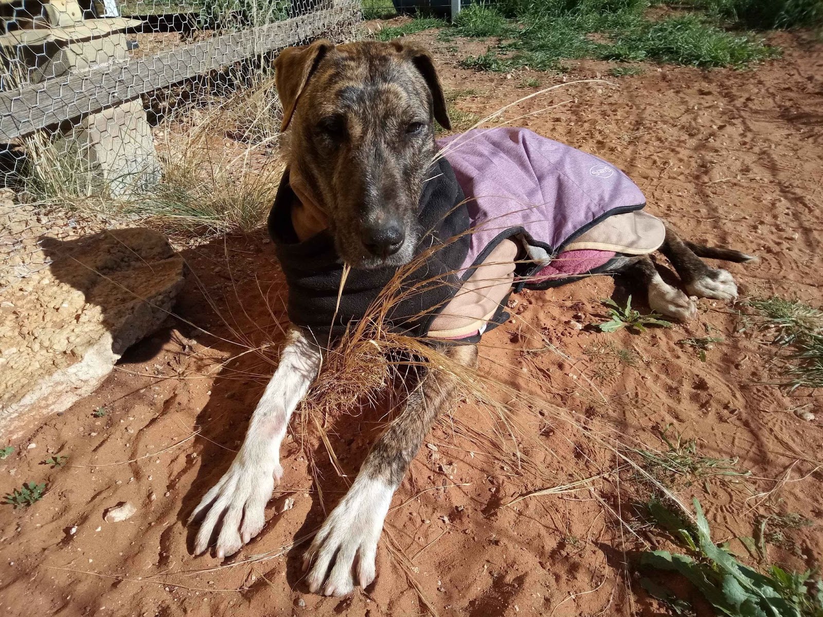 Sasha hanging out outside in a coat
