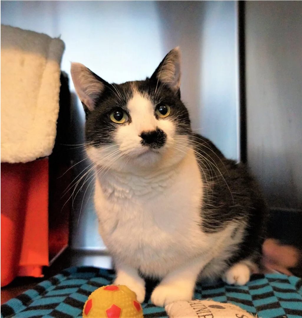 a black and white cat