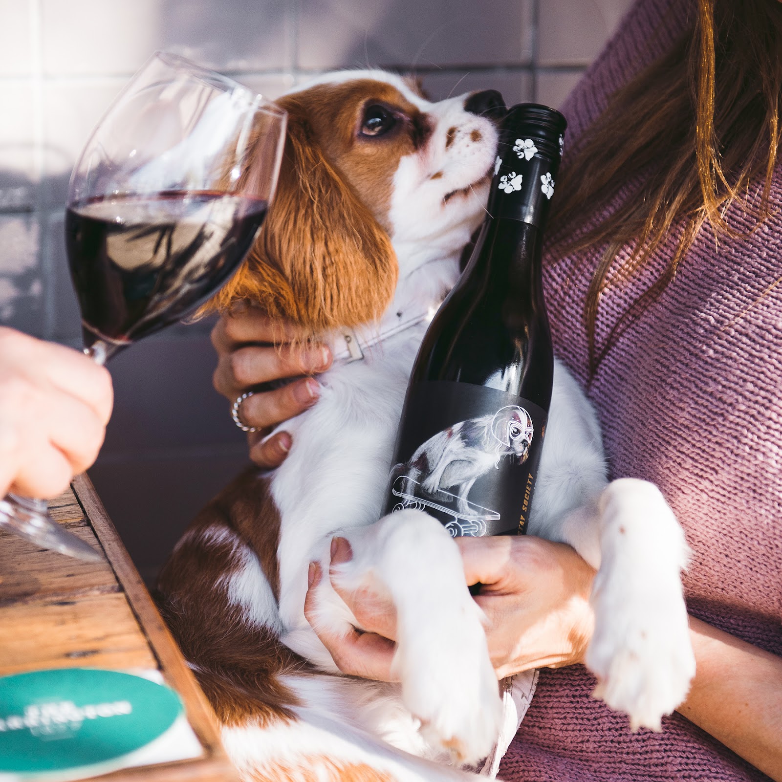 photo of a dog, wine glass and wine bottle