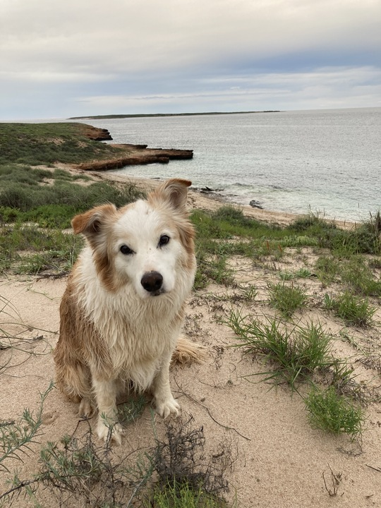 dog at the beach